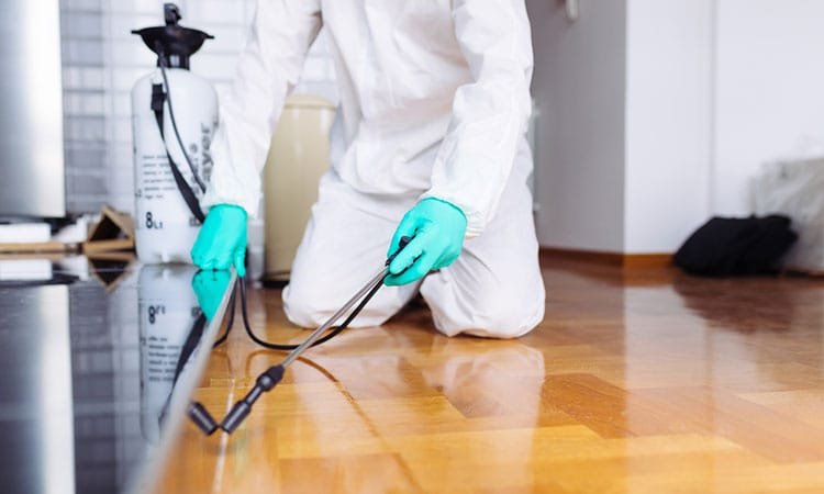 أفضل خدمات مكافحة الحشرات في الدمام لحياة خالية من الآفات!