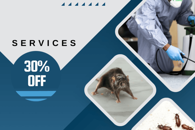 كيف تحصل على خدمة مكافحة حشرات في جدة بجودة عالية؟