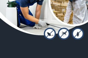 استشارات حول مكافحة الحشرات من أفضل الخبراء في جدة