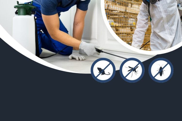 أبرز الخطوات التي تقوم بها شركة مكافحة حشرات في الدمام للتخلص من الآفات