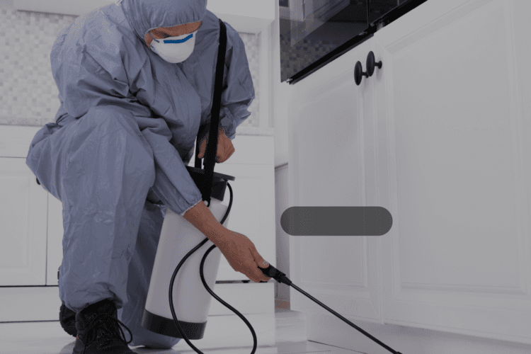 دور شركة مكافحة حشرات في الحفاظ على صحة الأسرة في جدة